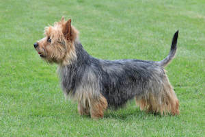 Australian Terrier